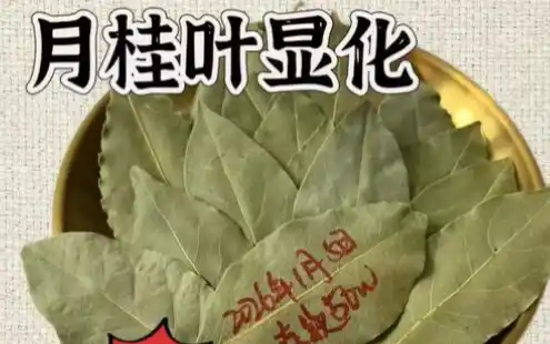 月桂叶显化不能乱用